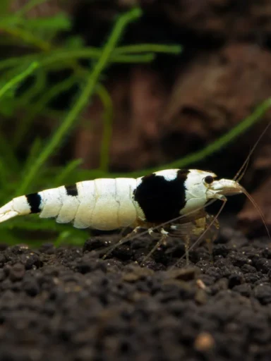 Krewetka Taiwan Bee Panda - Caridina logemanni 'Panda'