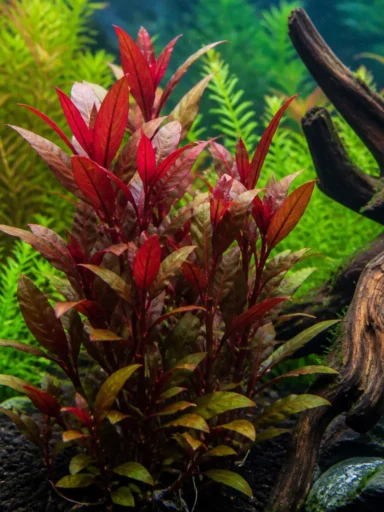 Alternantera Reinecka - Alternanthera reineckii