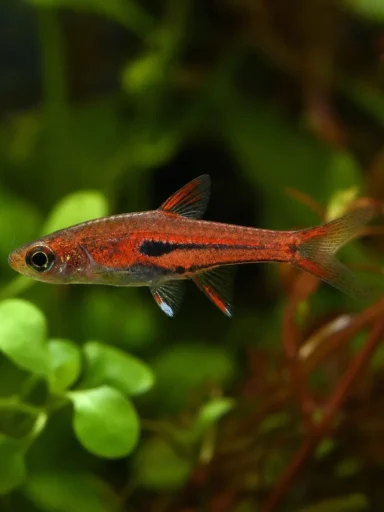 Razbora borneańska - Boraras brigittae