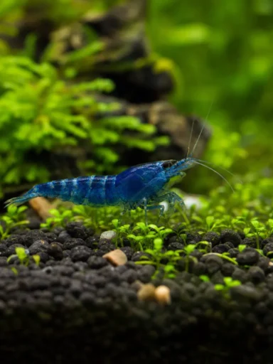 Krewetka Blue Velvet
