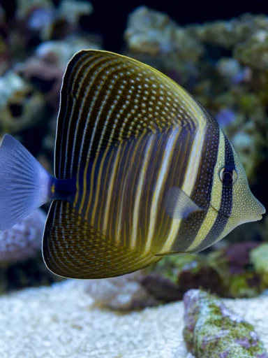 Pokolec żaglowy - Zebrasoma veliferum