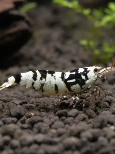 Krewetka Black Pinto - Caridina logemanni 'Black Pinto'