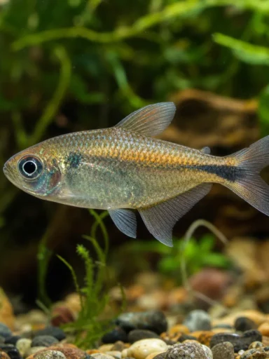 Bystrzyk barwny - Hyphessobrycon bentosi