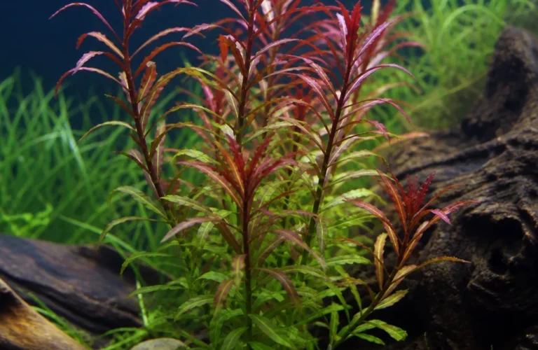 Lobelia kardynalska - Lobelia cardinalis