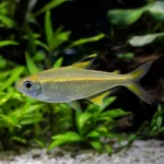Krewetka Orange Eye Blue Tiger – Caridina mariae 'Orange Eye Blue Tiger’