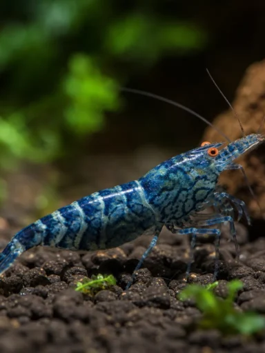 Krewetka Orange Eye Blue Tiger - Caridina mariae 'Orange Eye Blue Tiger'