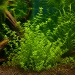Krewetka Orange Eye Blue Tiger – Caridina mariae 'Orange Eye Blue Tiger’