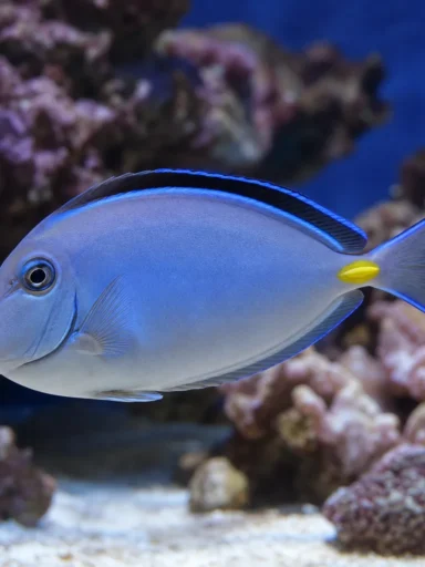 Pokolec błękitny - Acanthurus leucosternon