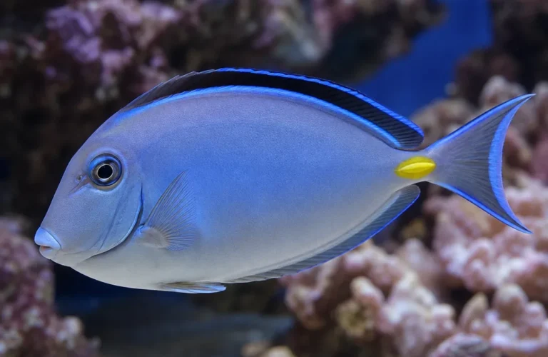 Pokolec błękitny - Acanthurus leucosternon