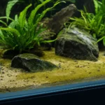 Pokolec błękitny – Acanthurus leucosternon