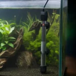 Pokolec białobrody – Acanthurus japonicus