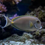 Tetra cesarska – Nematobrycon palmeri