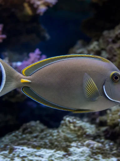 Pokolec białobrody - Acanthurus japonicus