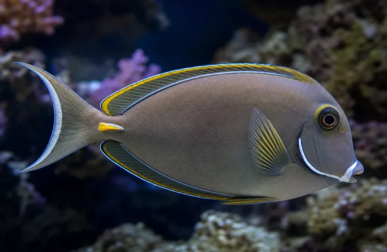 Pokolec białobrody - Acanthurus japonicus