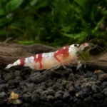 Hygrophila pinnatifida