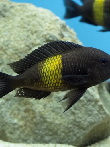 Tropheus Duboisa - Tropheus duboisi