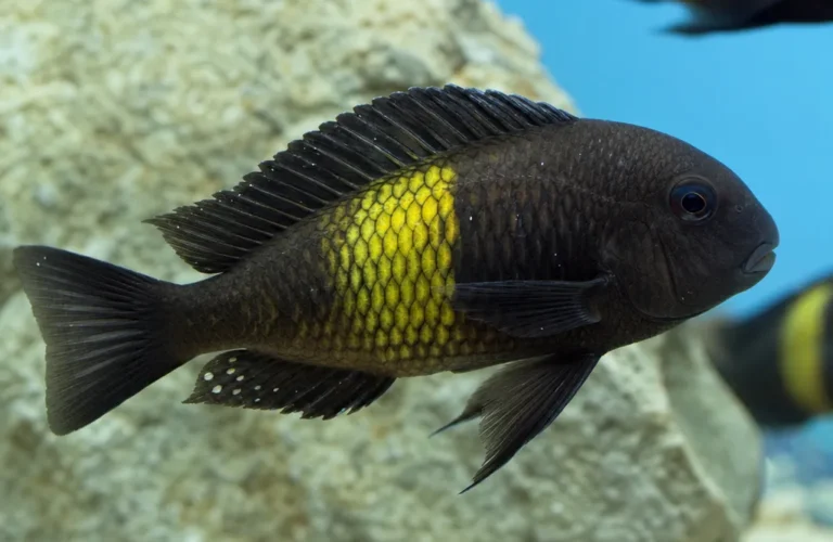 Tropheus Duboisa - Tropheus duboisi