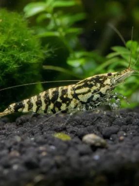 Krewetka Metallic Boa - Caridina logemanni 'Metallic Boa'