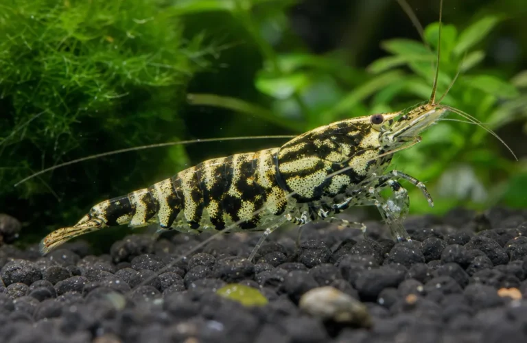 Krewetka Metallic Boa - Caridina logemanni 'Metallic Boa'