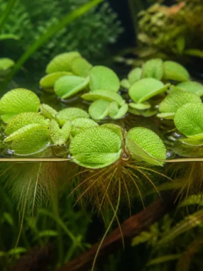 Salvinia cucullata