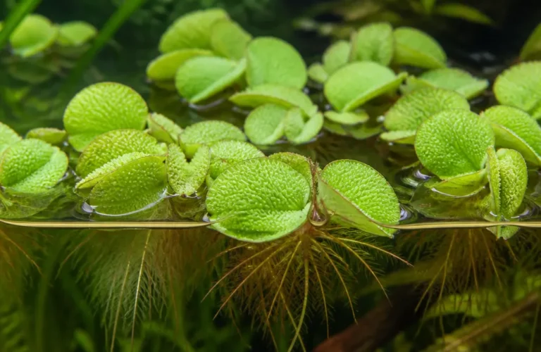 Salvinia cucullata