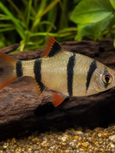 Brzanka pięciopręga - Desmopuntius pentazona