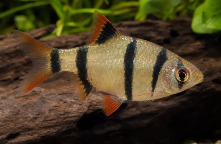 Brzanka pięciopręga - Desmopuntius pentazona