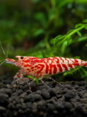 Krewetka Red Fancy Tiger - Caridina logemanni 'Red Fancy Tiger'