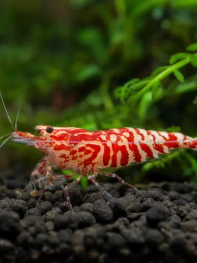 Krewetka Red Fancy Tiger - Caridina logemanni 'Red Fancy Tiger'