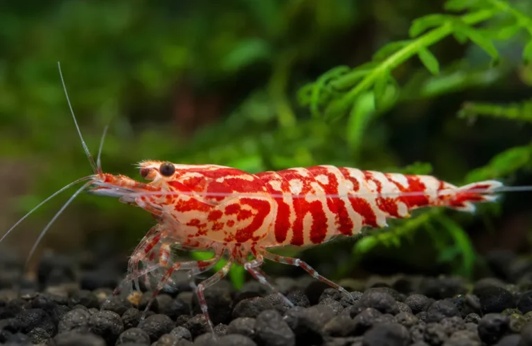 Krewetka Red Fancy Tiger - Caridina logemanni 'Red Fancy Tiger'
