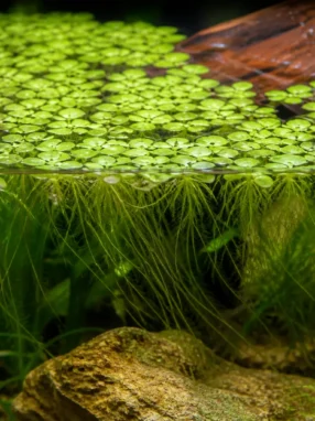 Lemna gibba