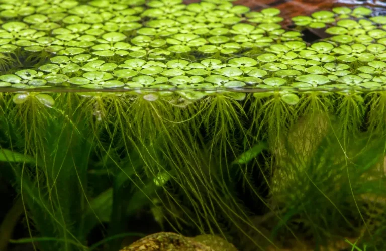 Lemna gibba