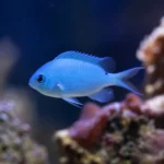 Lemna gibba