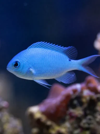 Chromis niebieski - Chromis cyanea