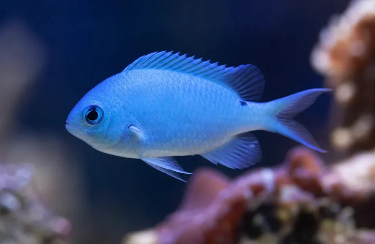 Chromis niebieski - Chromis cyanea