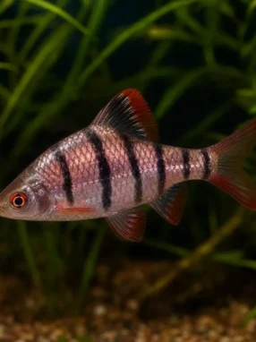 Brzanka purpurowa - Pethia nigrofasciata