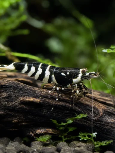 Krewetka Black Fancy Tiger - Caridina logemanni 'Black Fancy Tiger'