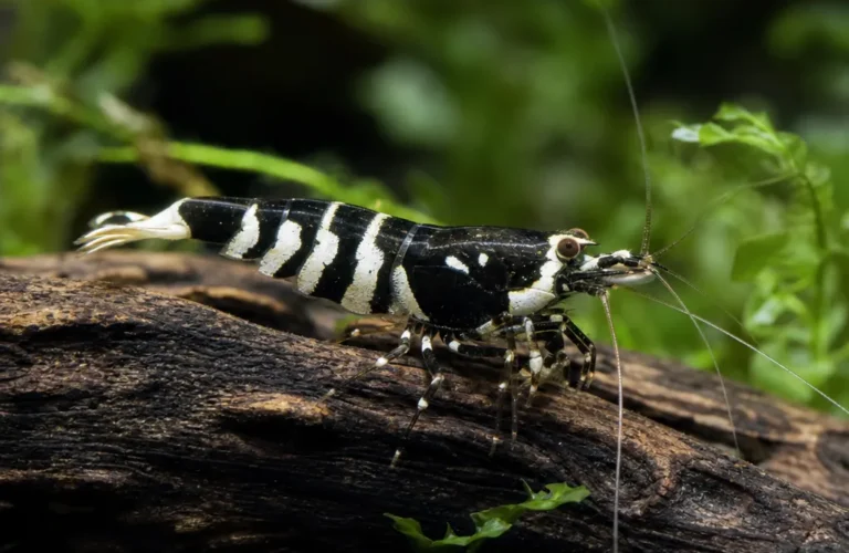 Krewetka Black Fancy Tiger - Caridina logemanni 'Black Fancy Tiger'