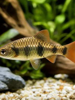 Brzanka Schuberta - Barbodes semifasciolatus