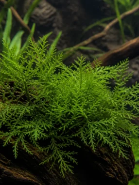 Riccardia chamedryfolia