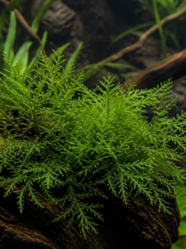 Riccardia chamedryfolia