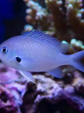 Chromis czarnopłetwy - Chromis atripectoralis