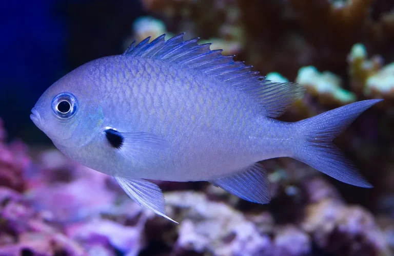 Chromis czarnopłetwy - Chromis atripectoralis