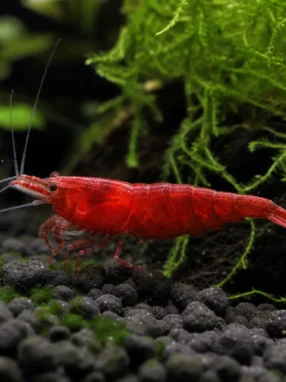 Krewetka Red Devil - Caridina logemanni 'Red Devil'