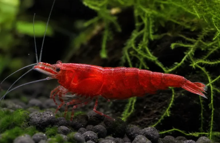 Krewetka Red Devil - Caridina logemanni 'Red Devil'