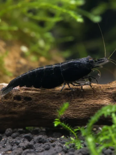 Krewetka Black Devil - Caridina logemanni 'Black Devil'