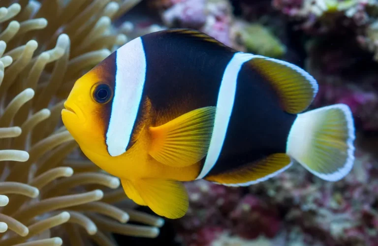 Błazenek maurytyjski - Amphiprion chrysogaster