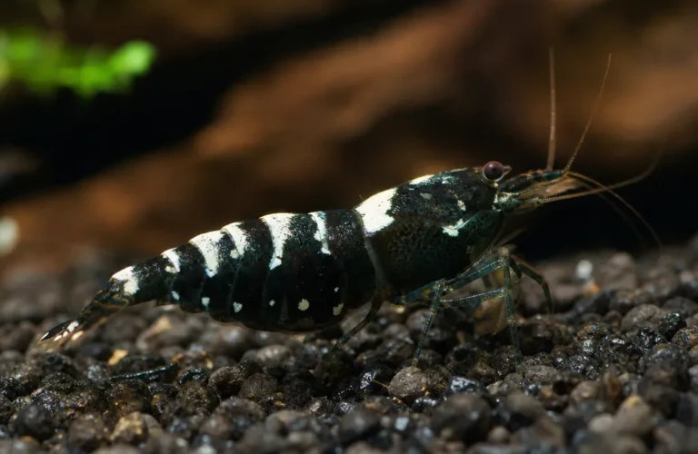 Krewetka Shadow Panda - Caridina logemanni 'Shadow Panda'
