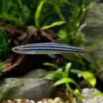 Krewetka Shadow Panda – Caridina logemanni 'Shadow Panda’