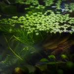 Danio olbrzymie – Devario aequipinnatus